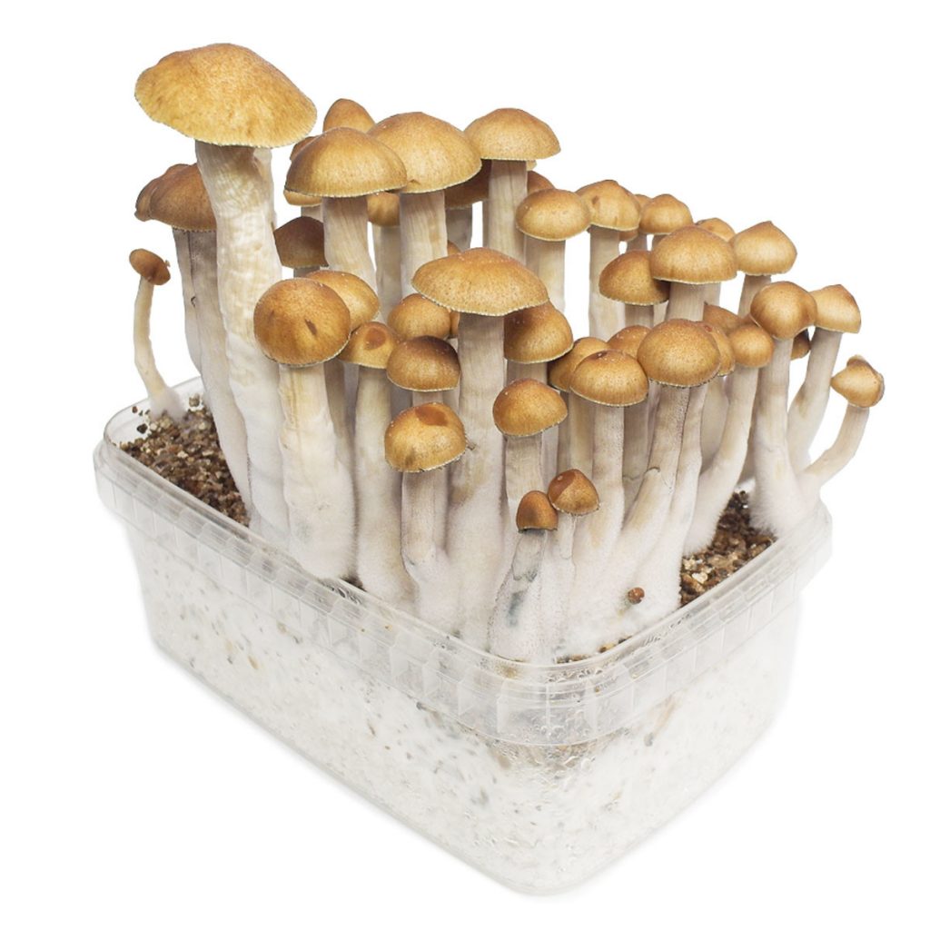 Golden Teacher mushrooms